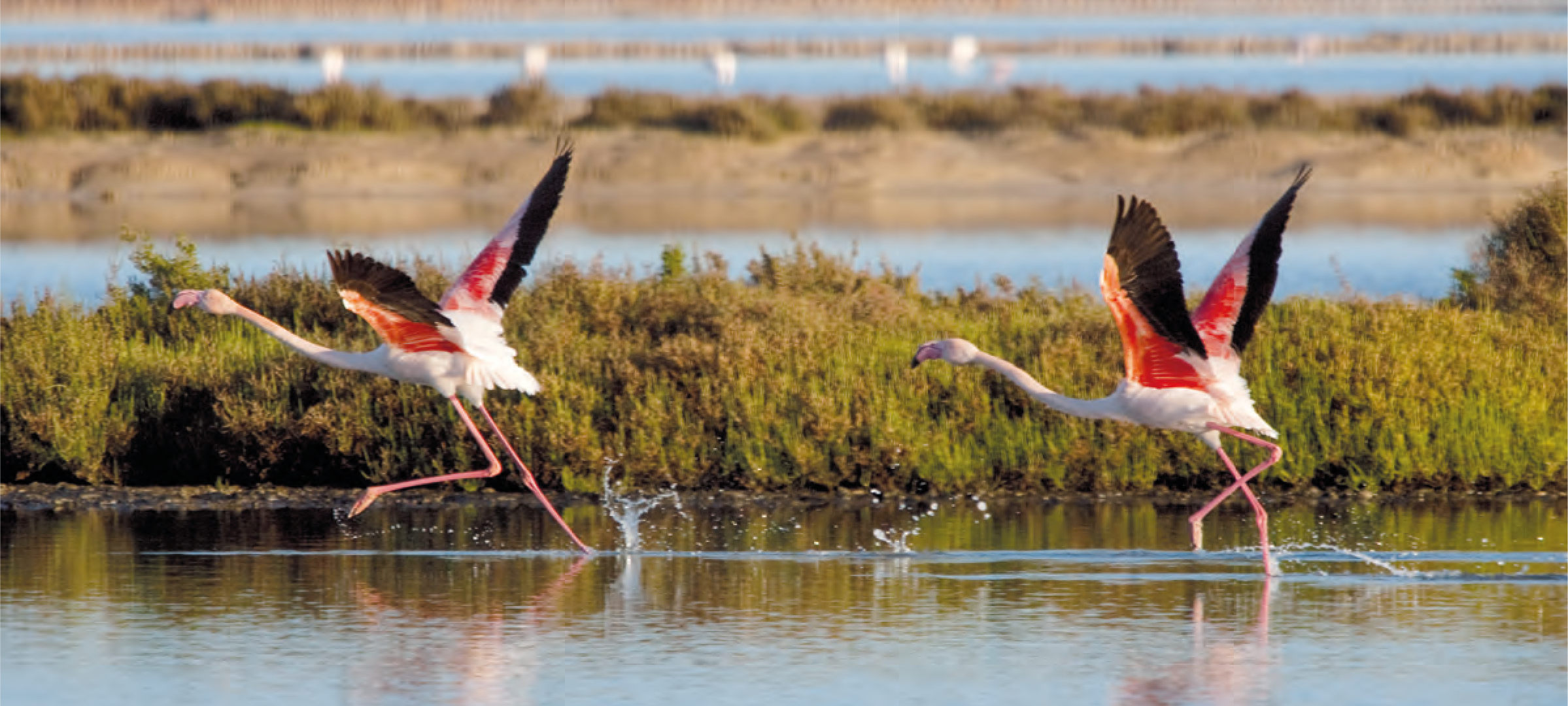 Ibiza: an island for nature lovers - Nativ Ibiza Magazine